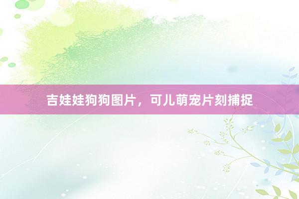 吉娃娃狗狗图片，可儿萌宠片刻捕捉